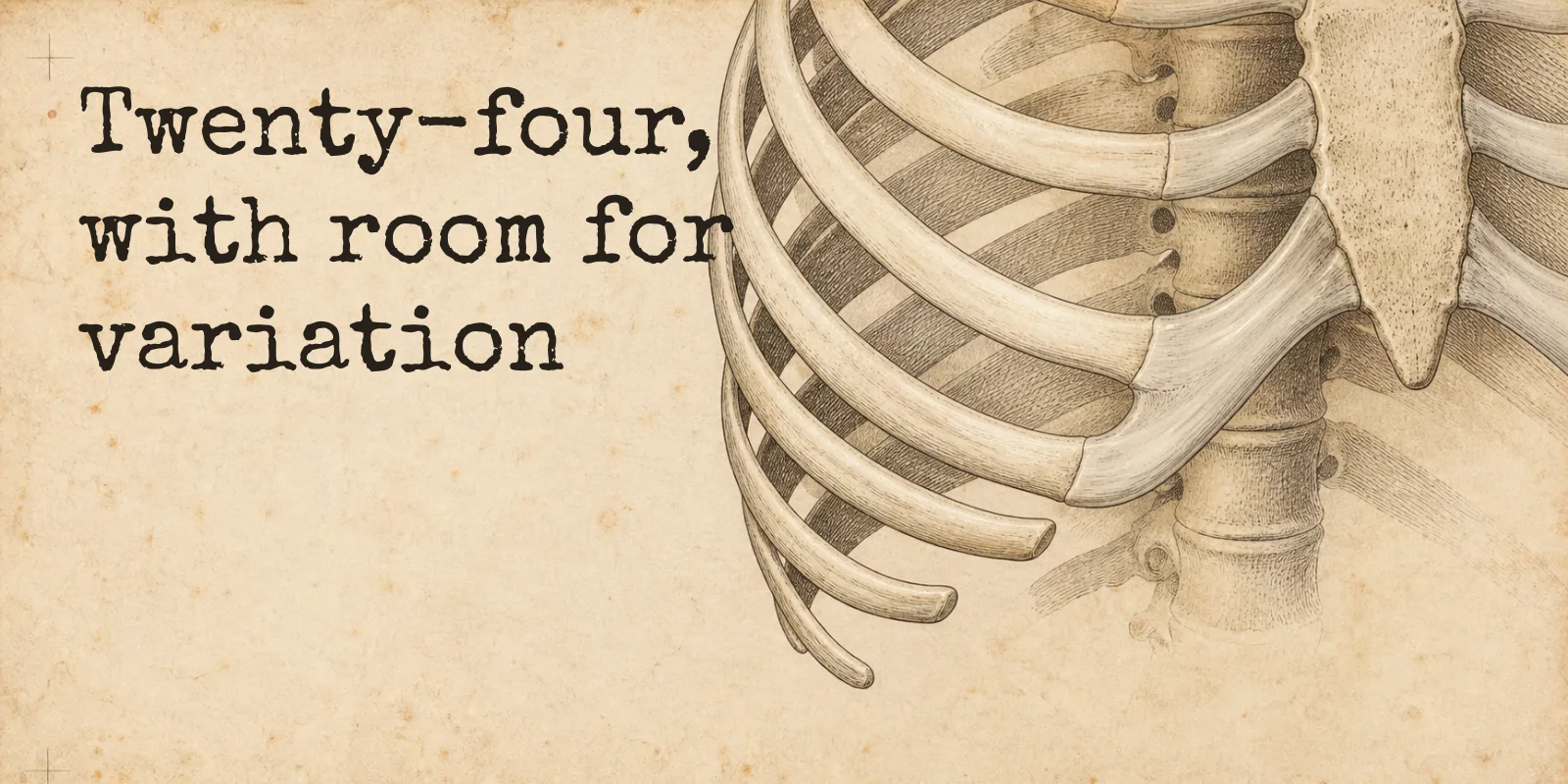 An engraved rib cage on aged paper, seen from the front and cropped to the lower left of the chest, where each rib meets the breastbone through its own strip of cartilage and the lowest ribs curve away and end free, beside the words: twenty-four, with room for variation