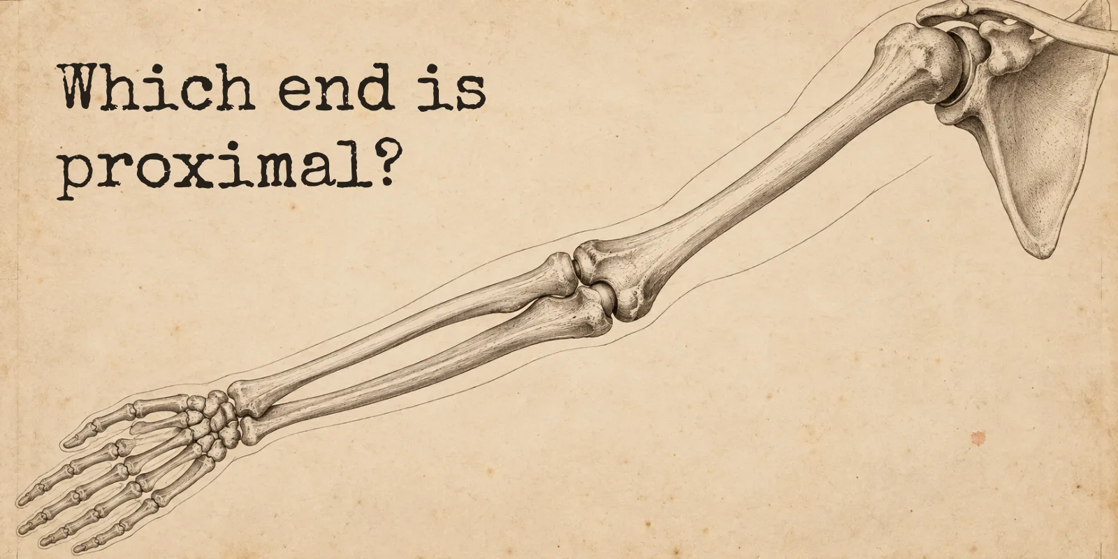 An engraved arm skeleton on aged paper, reaching from the shoulder blade down through the elbow to the hand, with the outline of the arm faintly drawn around it, beside the words: Which end is proximal?